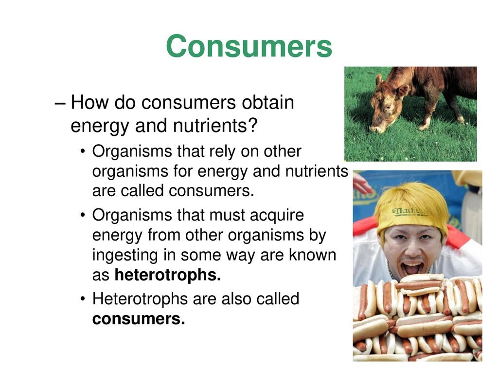 Exploring How Consumers Obtain Energy