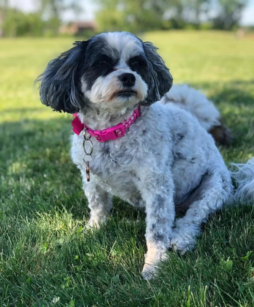 How Long Do Teddy Bear Dogs Live: Lifespan Facts Revealed