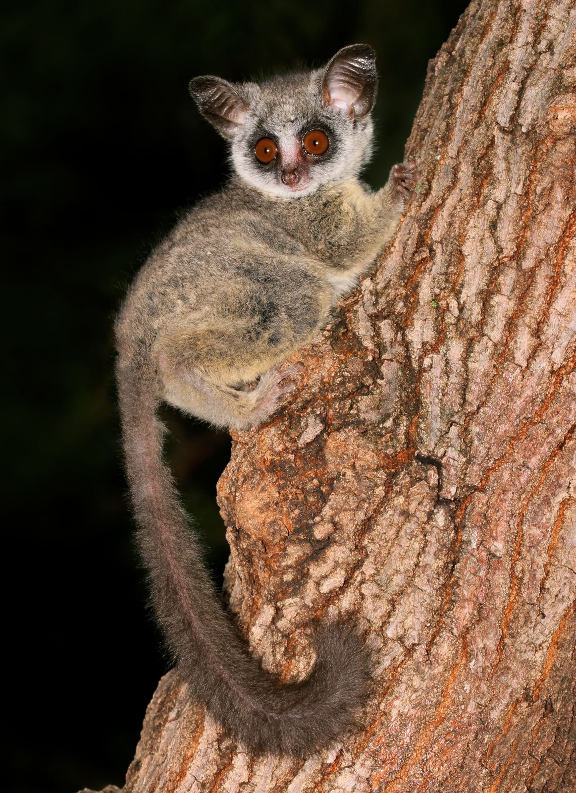 The Cost Of Owning A Bush Baby: How Much Is A Bush Baby