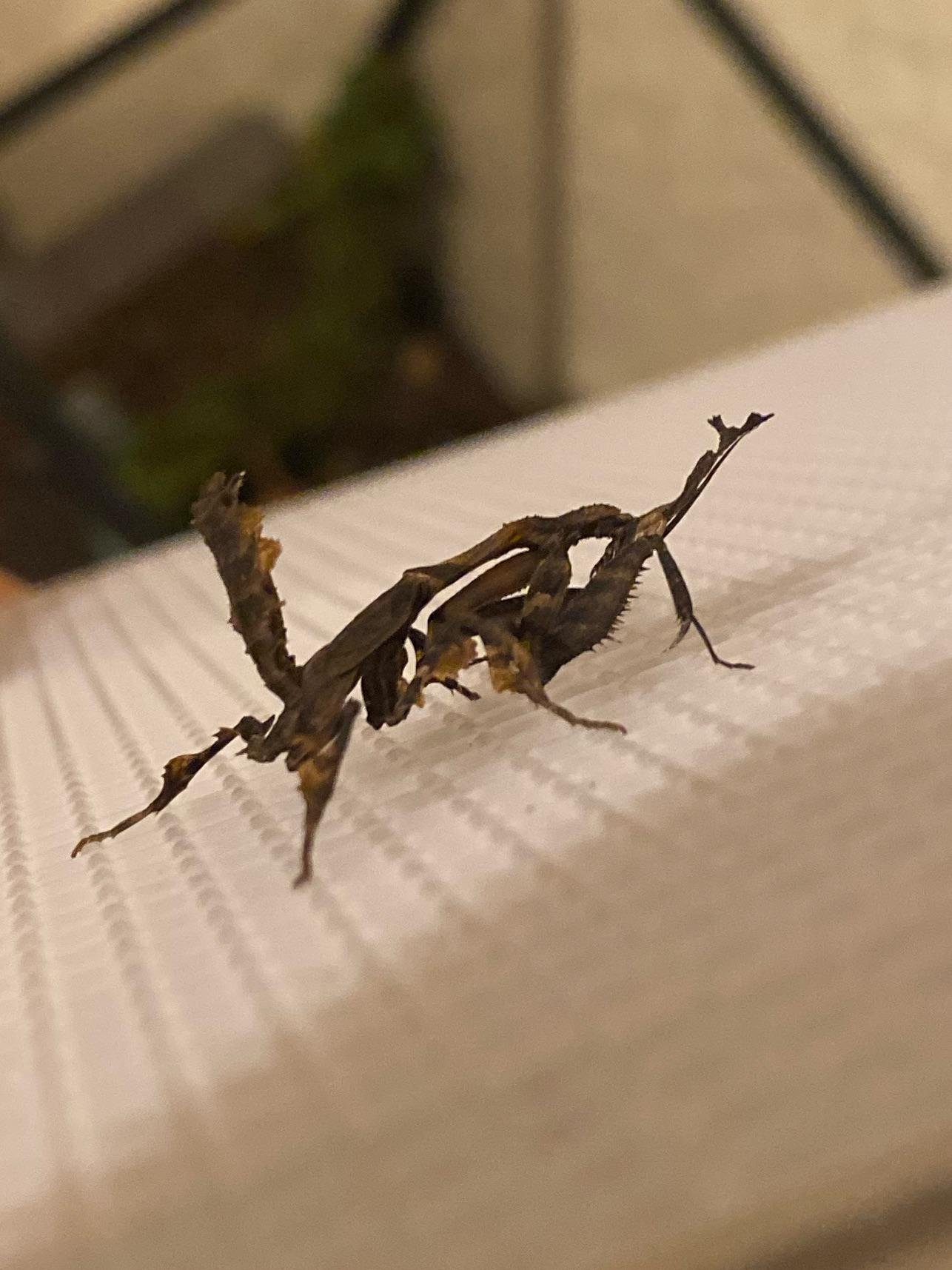 Signs Of A Dying Praying Mantis: How To Tell If A Praying Mantis Is Dying