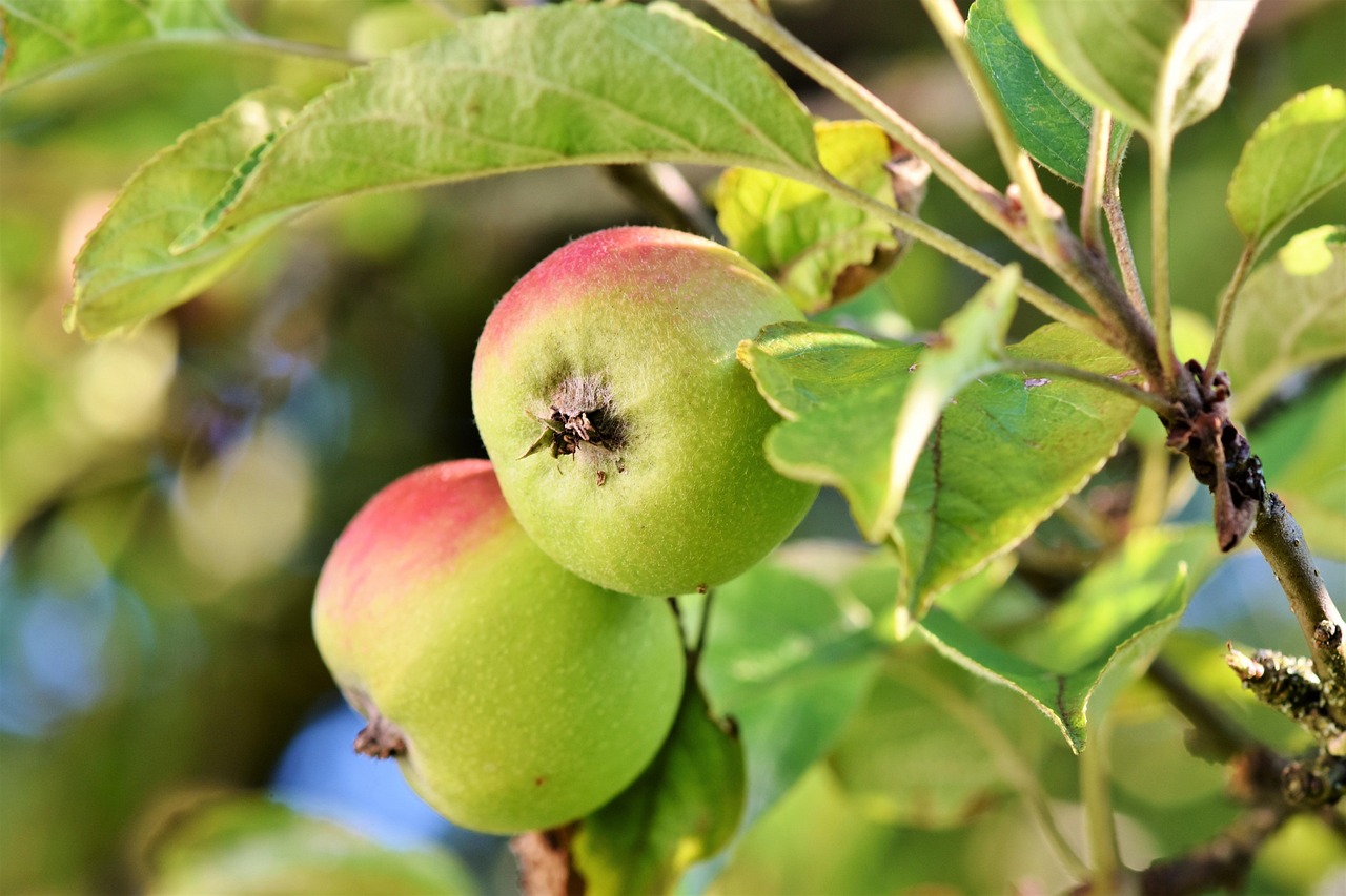 Apple, fruits, food — Building Healthier Futures: Dr. Eric Haeger's Commitment to Comprehensive Care