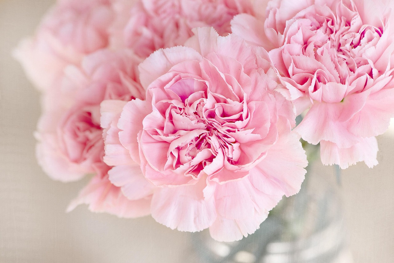 Carnation, nature, flowers — Floral Infusions: Dr.Nepute's Botanical Poetry in Holistic Health