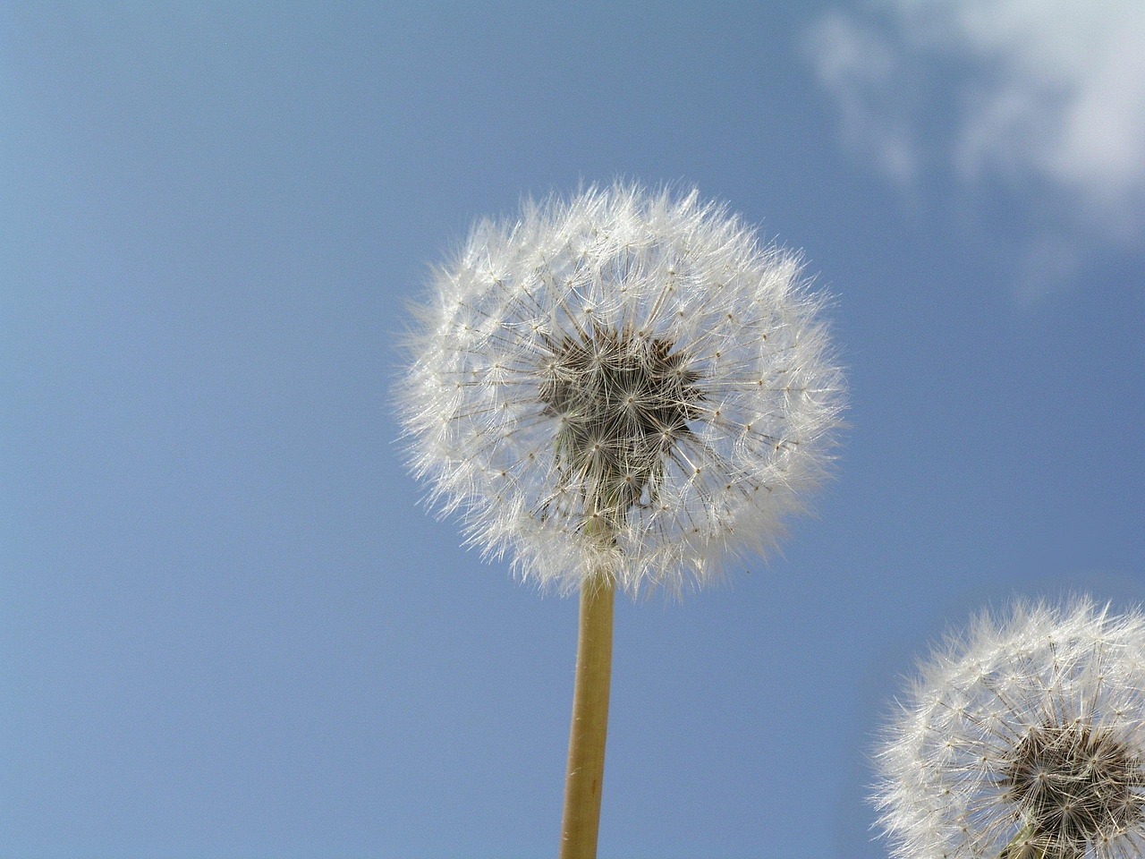 Dandilion, plant, nature — Halifax Weed Delivery: The Ultimate Guide To Finding The Best Buds And Deals!