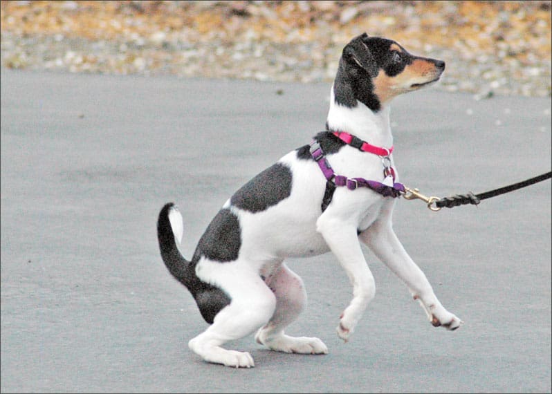 How to Use a No-Pull Harness with Your Dog in 9 Simple Steps