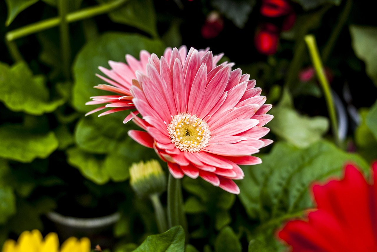 The most beautiful flower, beautiful flowers, flower — Making the Most of UFACAM Online Betting Opportunities