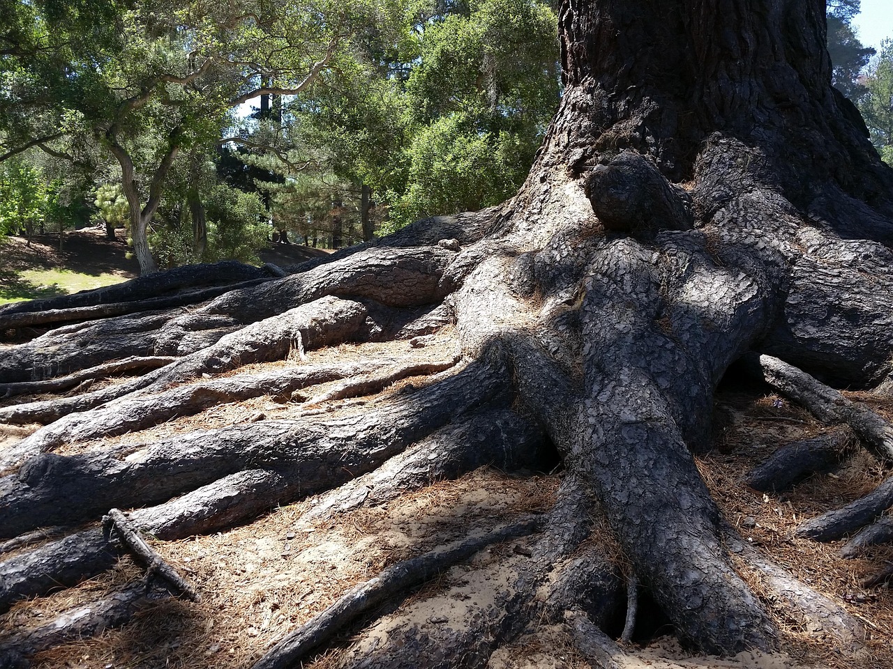 Roots, tree, big — Sweet Dreams with a Mugwort Smoke Blend!