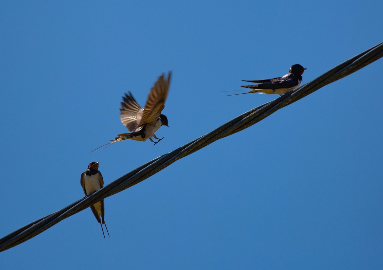 Swallow on a wire, bird on a wire, swift — The Swift Shift Experience: A New Dimension in Redefining Relocation