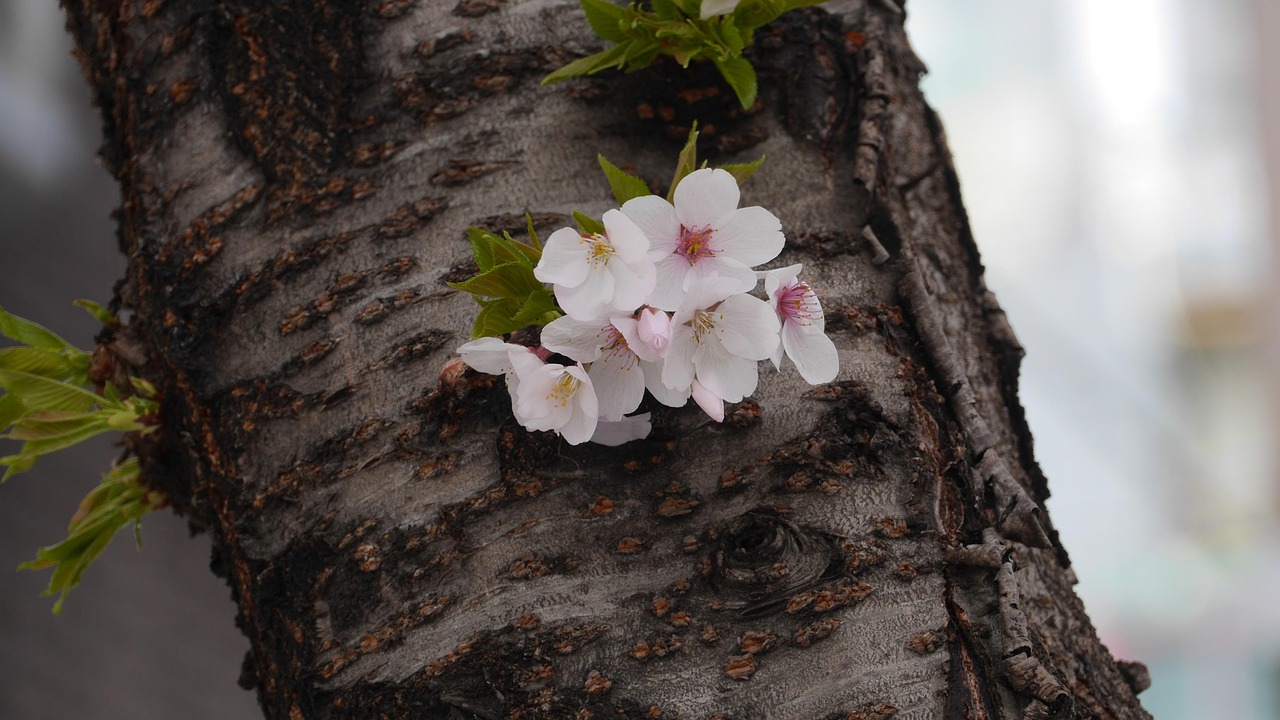 Tree, nature, plant — Types of Loft Ladders: Wooden, Folding & Telescopic Models