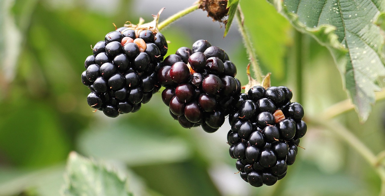 Blackberries, bramble, berries — You Can Get The Best ostarine Vitamins At Imuscle